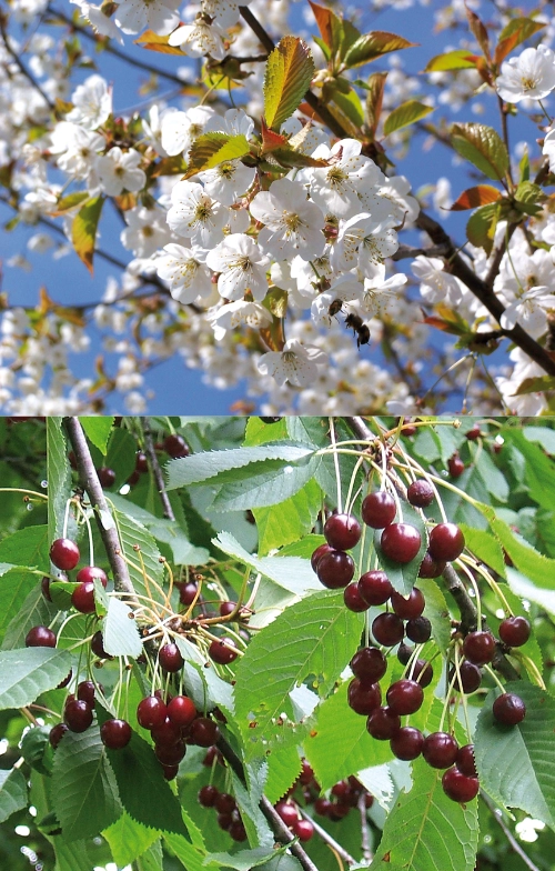 Blüten und Früchte der Vogelkirsche 