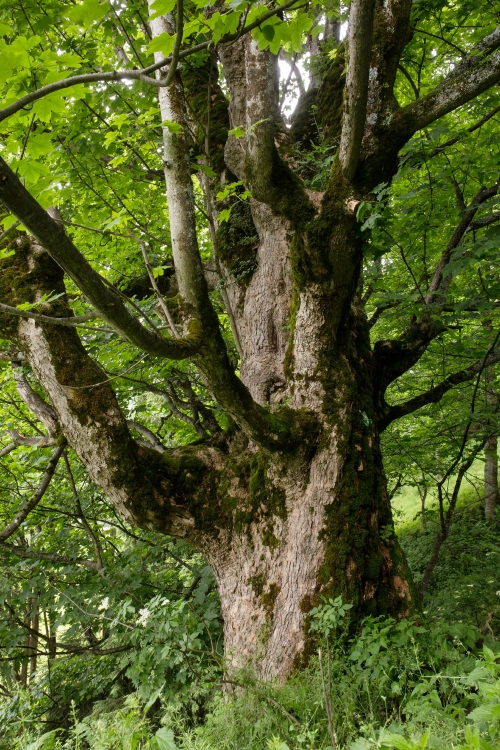 Foto Blätter des Wildapfelbaums