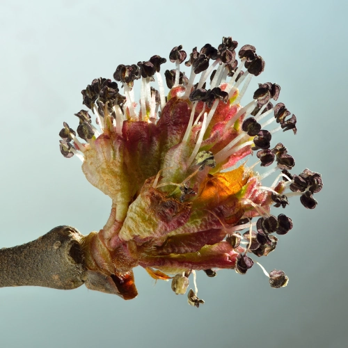 Blüten und Früchte der Vogelkirsche 