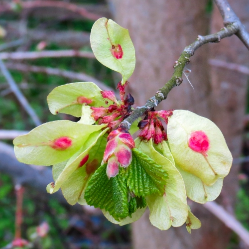 Blüten und Früchte der Vogelkirsche 