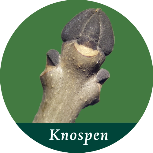 Esche Knospen