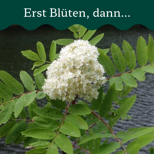 Eberesche Früchte / Vogelbeeren