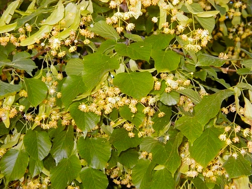 Sommerlinde Blätter und Blüten