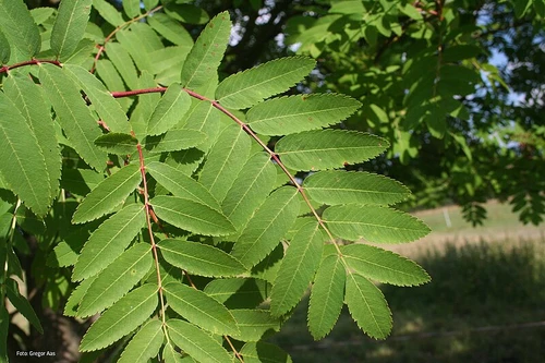 Vogelbeere Blatt