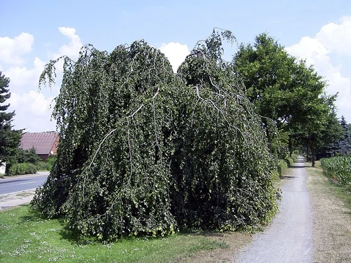 Hängebuche