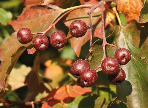 Blüten und Früchte der Vogelkirsche 