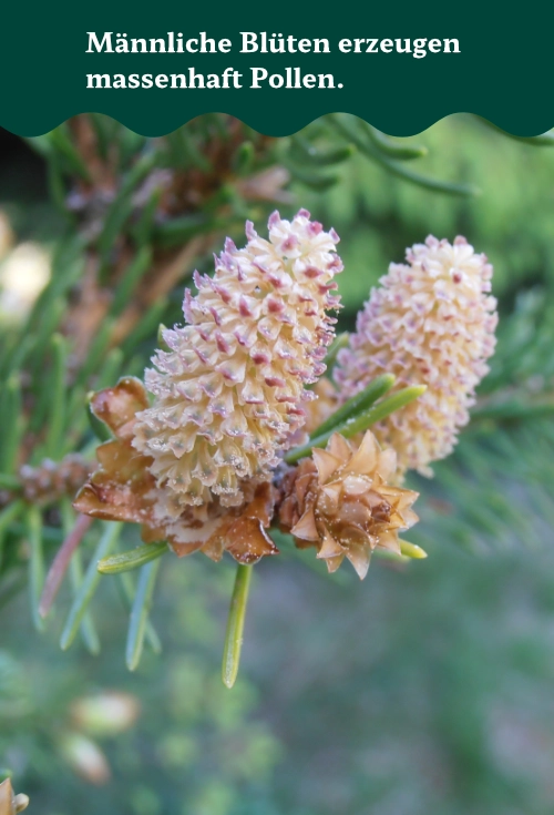 Männliche Blüten