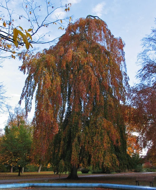 Schwarzrote Hängebuche