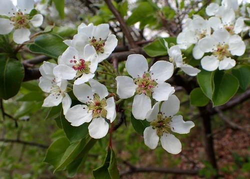 Wildbirne Blüte