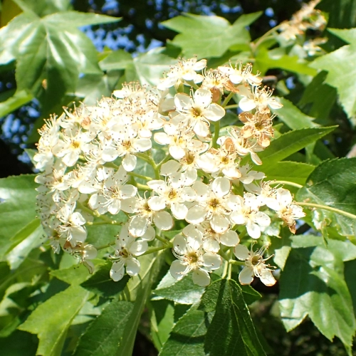 Blüten der Elsbeere