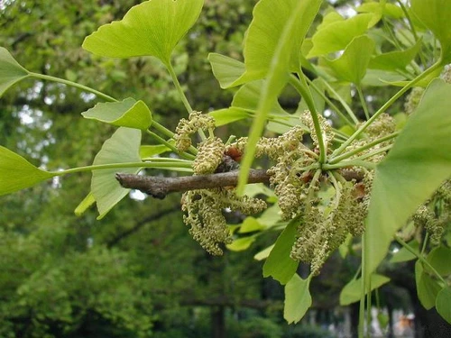 Ginkgo Männl.Blüte