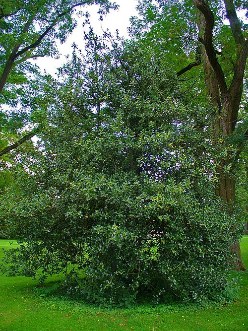 512px-Ilex_aquifolium_001 H. Zell, CC BY-SA 3.0 Stechpalme