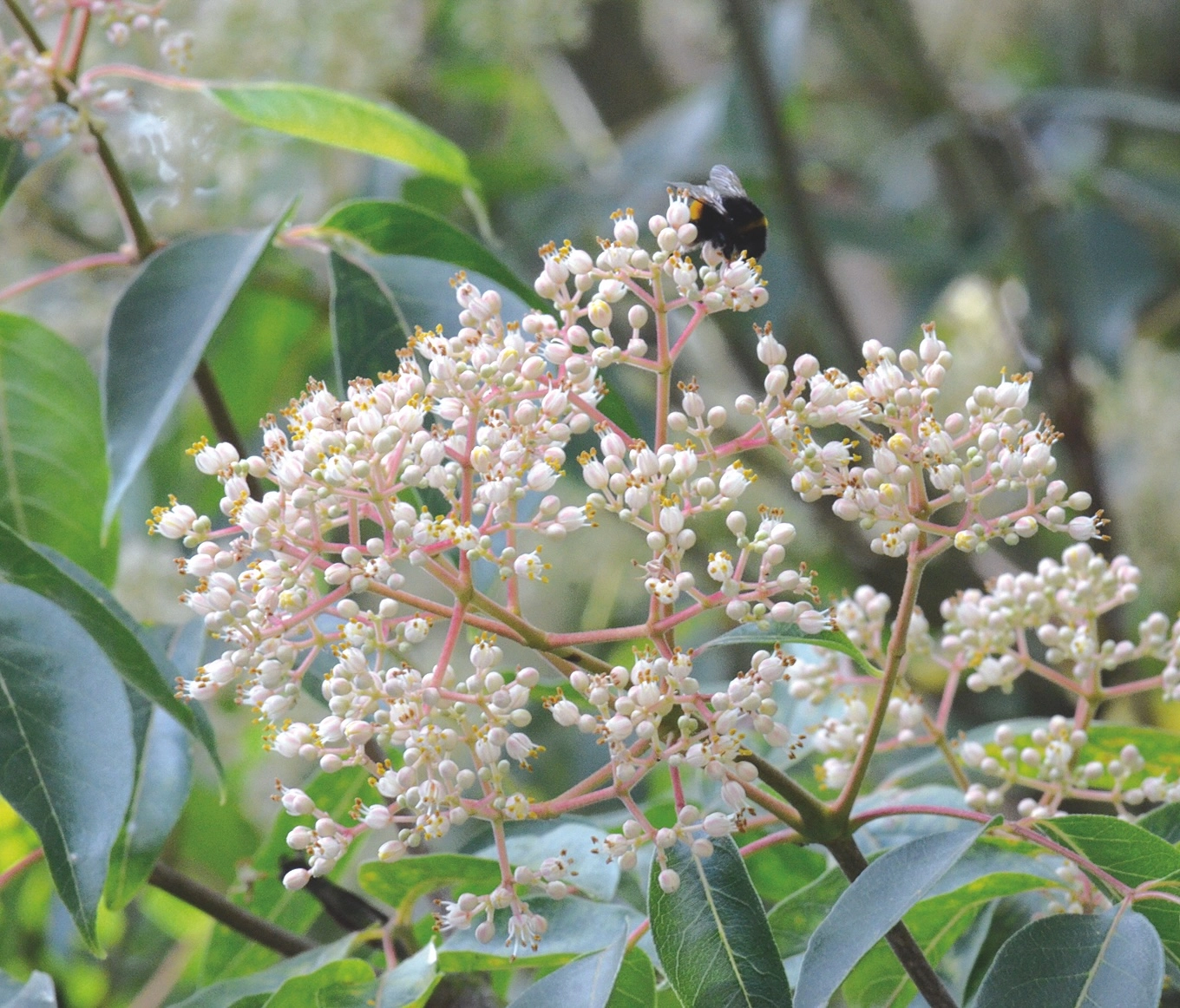 Blüte_Bockwoldt Bienenbaum Blüten E. Bockwoldt