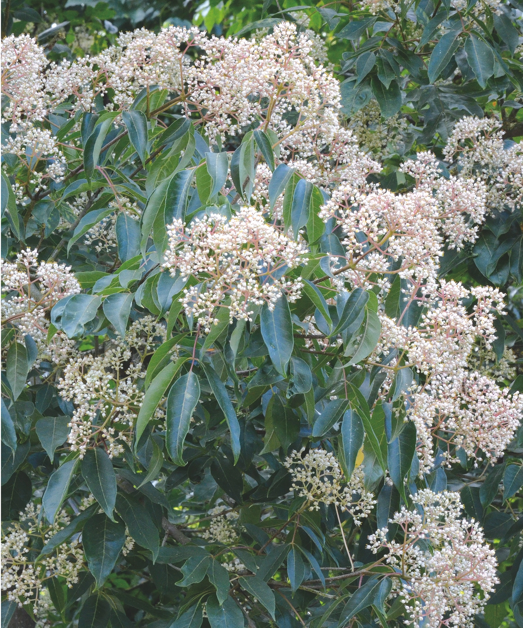 Blüten _Bockwoldt Bienenbaum Blüten E. Bockwoldt