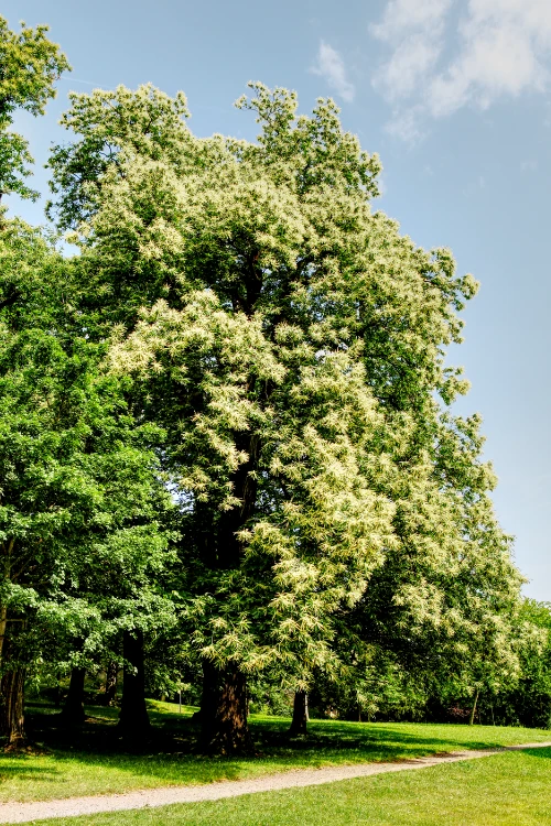 Castanea_sativa_Baum_Arndt-original Foto einer Esskastanie