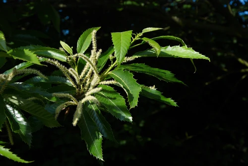Castanea_sativa_Wouter Hagens_ gemeinfrei Castanea Sativa esskastanie Blätter