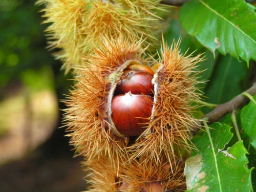 Frucht_der_EdelkastanieBenjamin Gimmel_CC BY-SA 3.0 Frucht der Edelkastanie