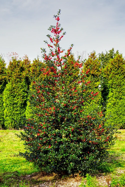 Ilex aquifolium _ Den Mulder Foto einer Stechpalme