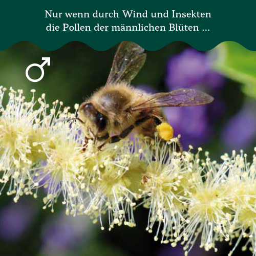 Klappe Esskastanie_2 Esskastanie weibliche Blüten