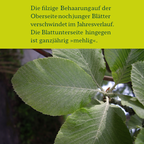 Klappe Mehlbeere_1 Blattoberseite jung noch filzig Mehlbeere