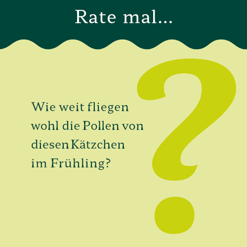 Schieber Flatterulme Blüten