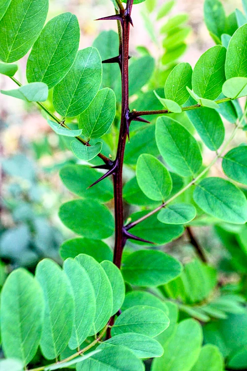 R-pseudoacacia_Pflanzenbestimmung.info Robinie Ast Nahaufnahme