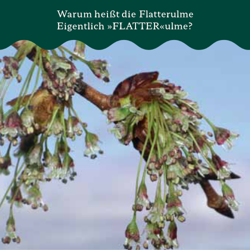 Schieber Flatterulme_1 Schieber Flatterulme Blüten