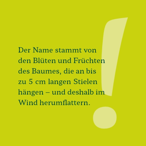 Schieber Flatterulme_2 Schieber Flatterulme Früchte