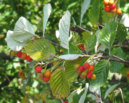 Sorbus_aria_Robert_Flogus_Faust_CC_BY_4_0 Mehlbeere Blätter und Früchte