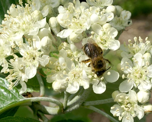 Sorbus_aria_hauenstein_rafz_ch Mehlbeere Blüten