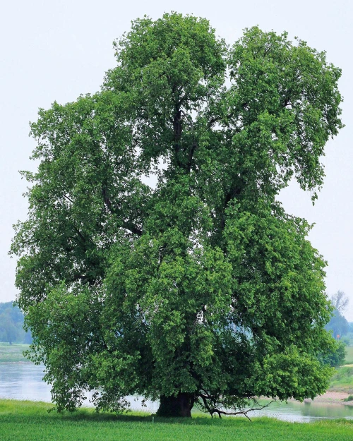 flatter-ulme-habitus-BDJ2019-dam-baumdesjahres Flatterulme